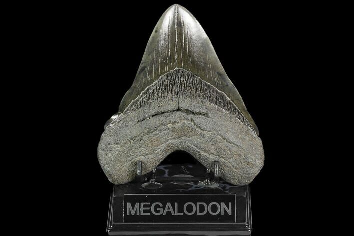 Serrated Fossil Megalodon Tooth - South Carolina #128310